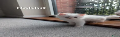 Ragdoll Kitten 2