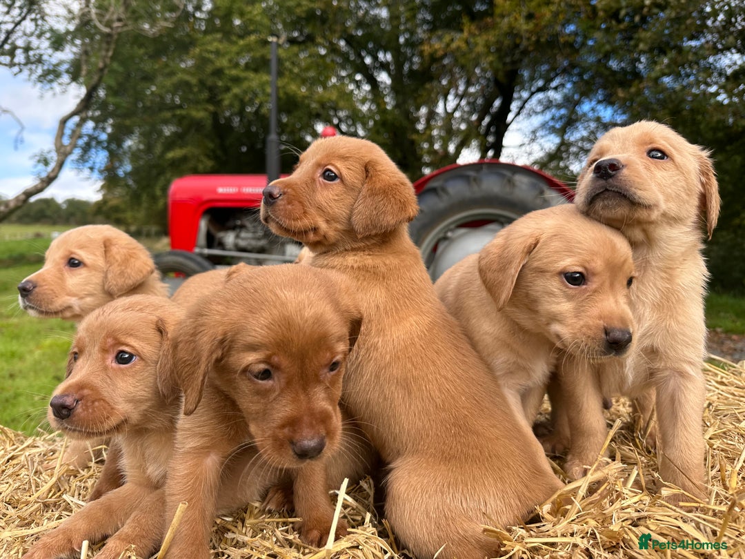 Labrador Retriever dogs for sale: Labrador retriever puppies for sale  - Image 9