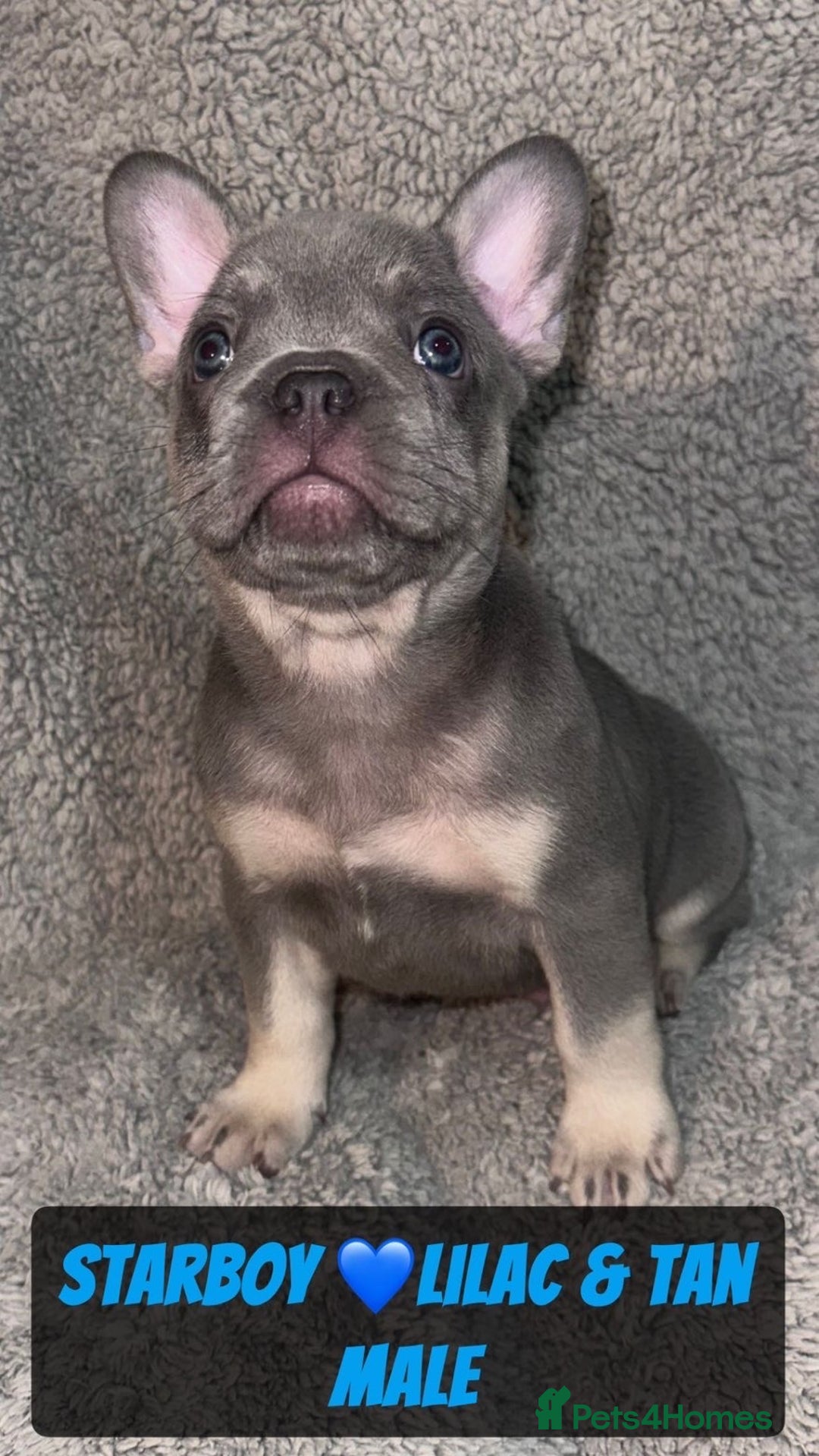 French Bulldog dogs for sale: French bulldog puppies for sale  - Image 5
