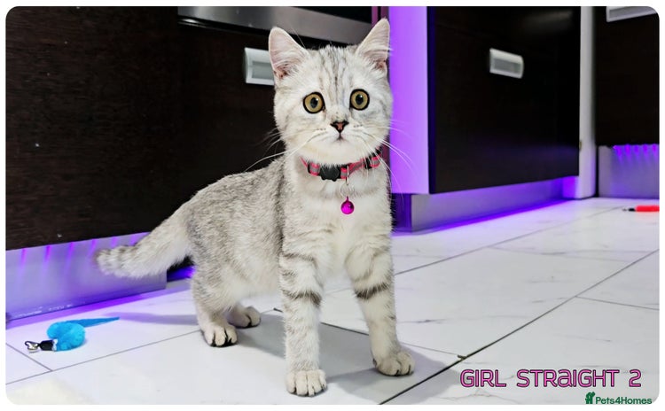 Scottish Fold cats - Advert 1