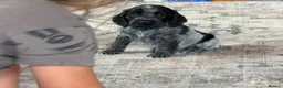Cocker Spaniel dogs for sale: Show cocker puppies - Advert 7