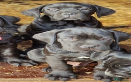 Cane Corso dogs for sale: Exceptional  - Image 3