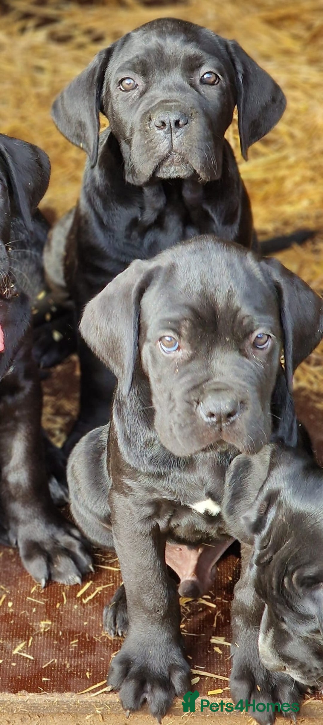 Cane Corso dogs for sale: Exceptional  - Image 3