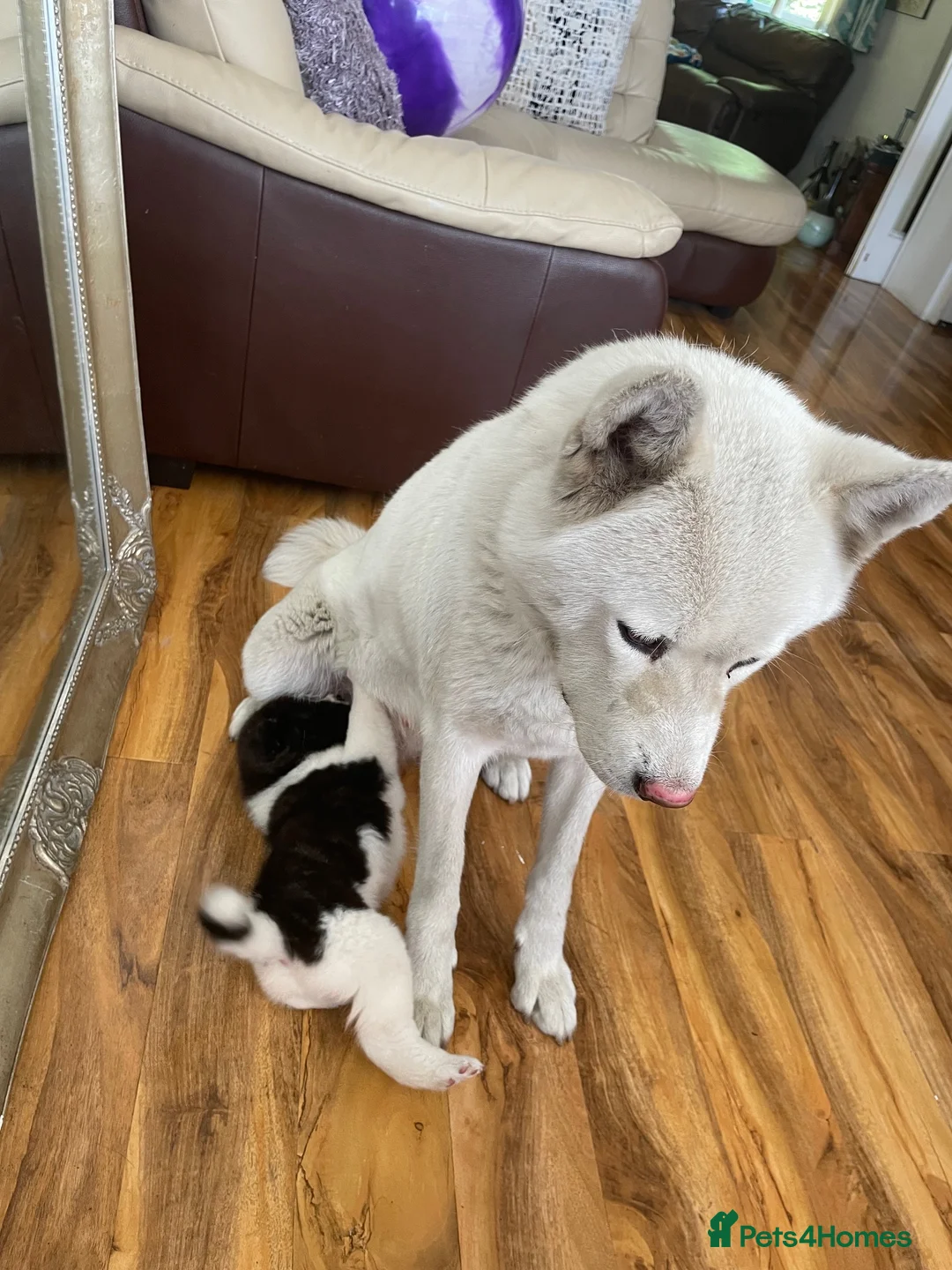 Akita dogs for sale: Stunning Akita Puppy (male) *LAST one reduced* - Advert 10