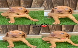 Hungarian Vizsla dogs for sale: Hungarian Vizsla KC Registered - Image 5