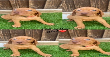 Hungarian Vizsla dogs - Advert 7