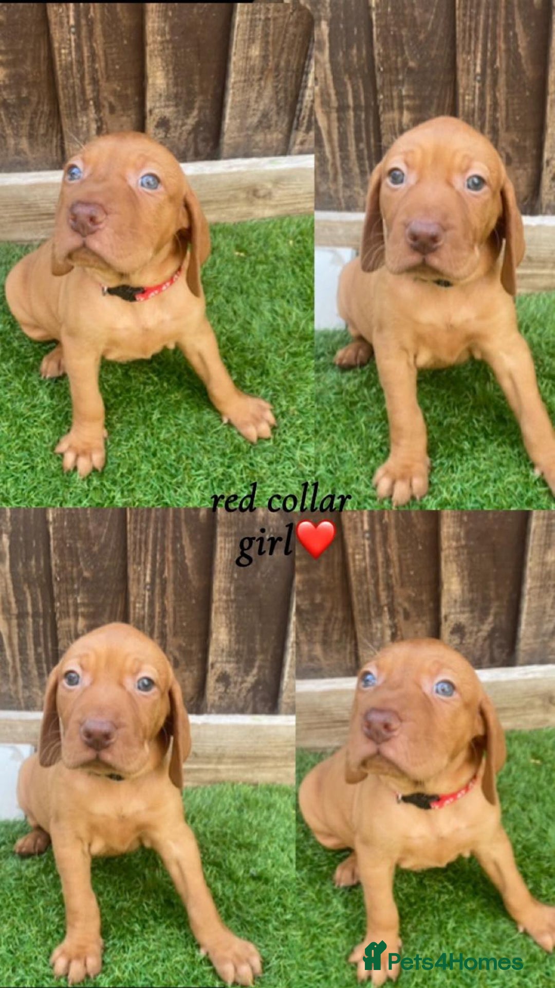 Hungarian Vizsla dogs for sale: Hungarian Vizsla KC Registered - Image 5