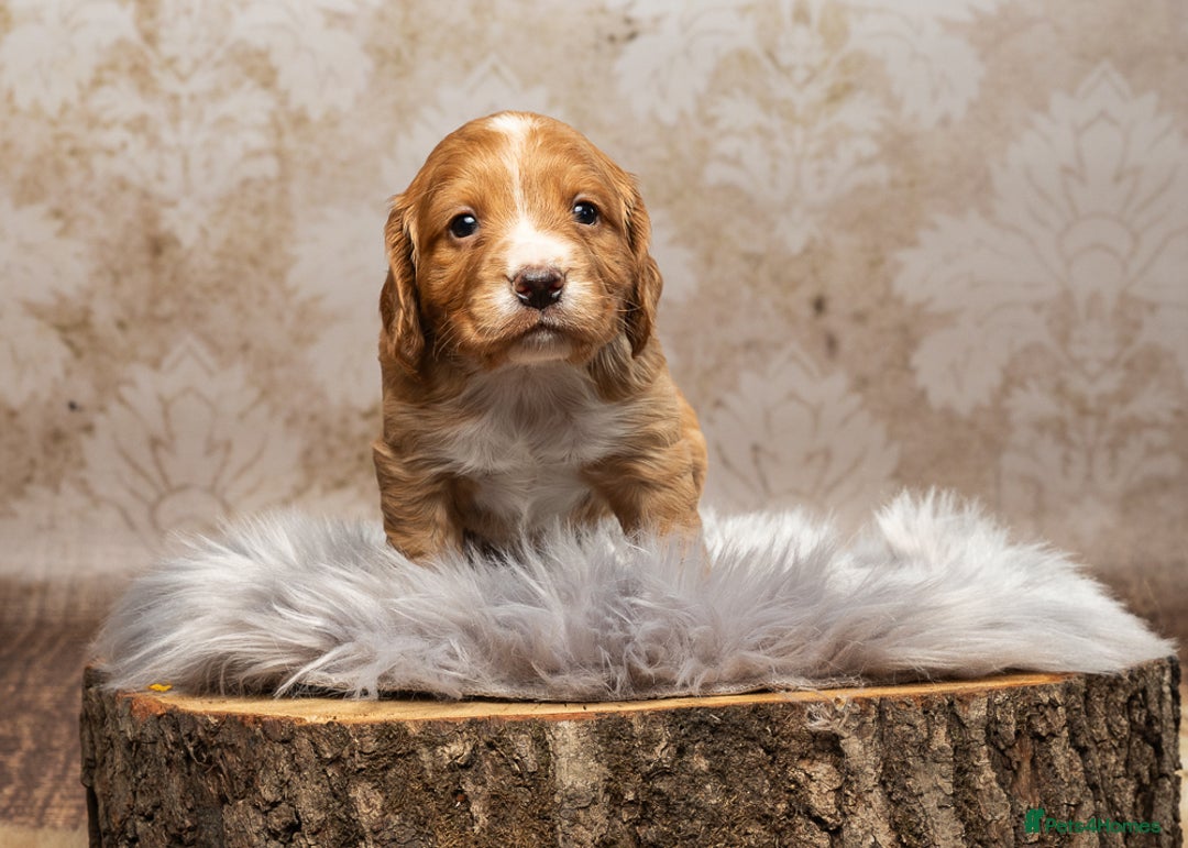 Cocker Spaniel dogs for sale: Last pup Working Cocker Spaniel Puppies! 🐶 in Chatteris - Image 5