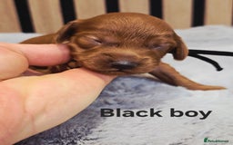 Cavapoo dogs for sale:  🐕Ruby Cavapoo Toy F1bb 🧸DNA tested🧸 - Image 15