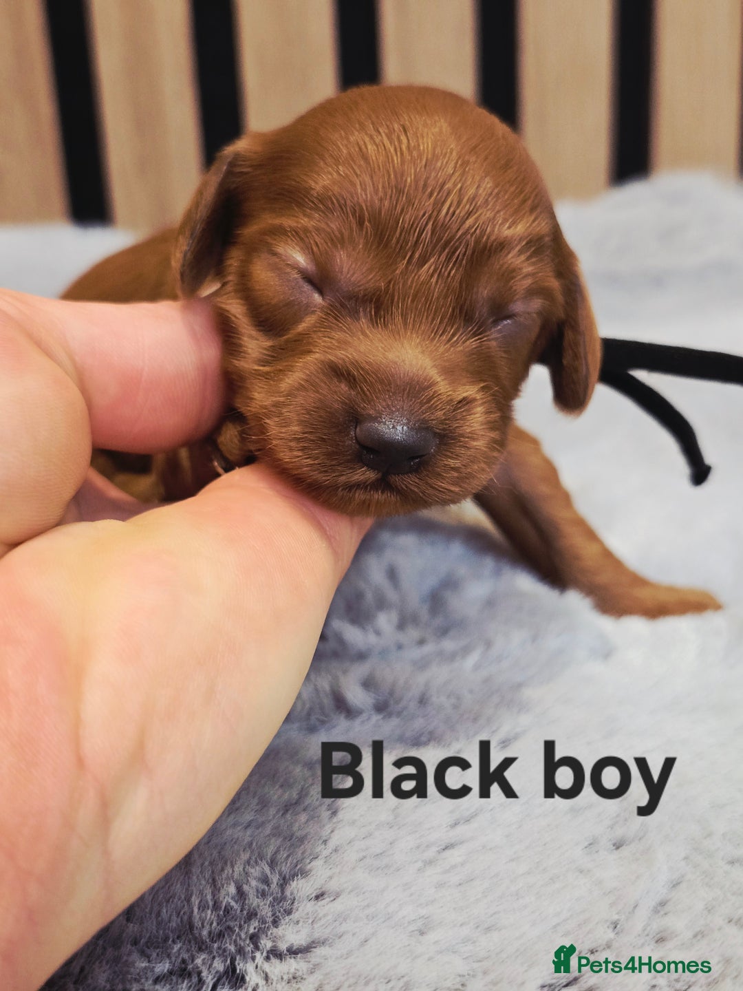 Cavapoo dogs for sale:  🐕Ruby Cavapoo Toy F1bb 🧸DNA tested🧸 - Image 15