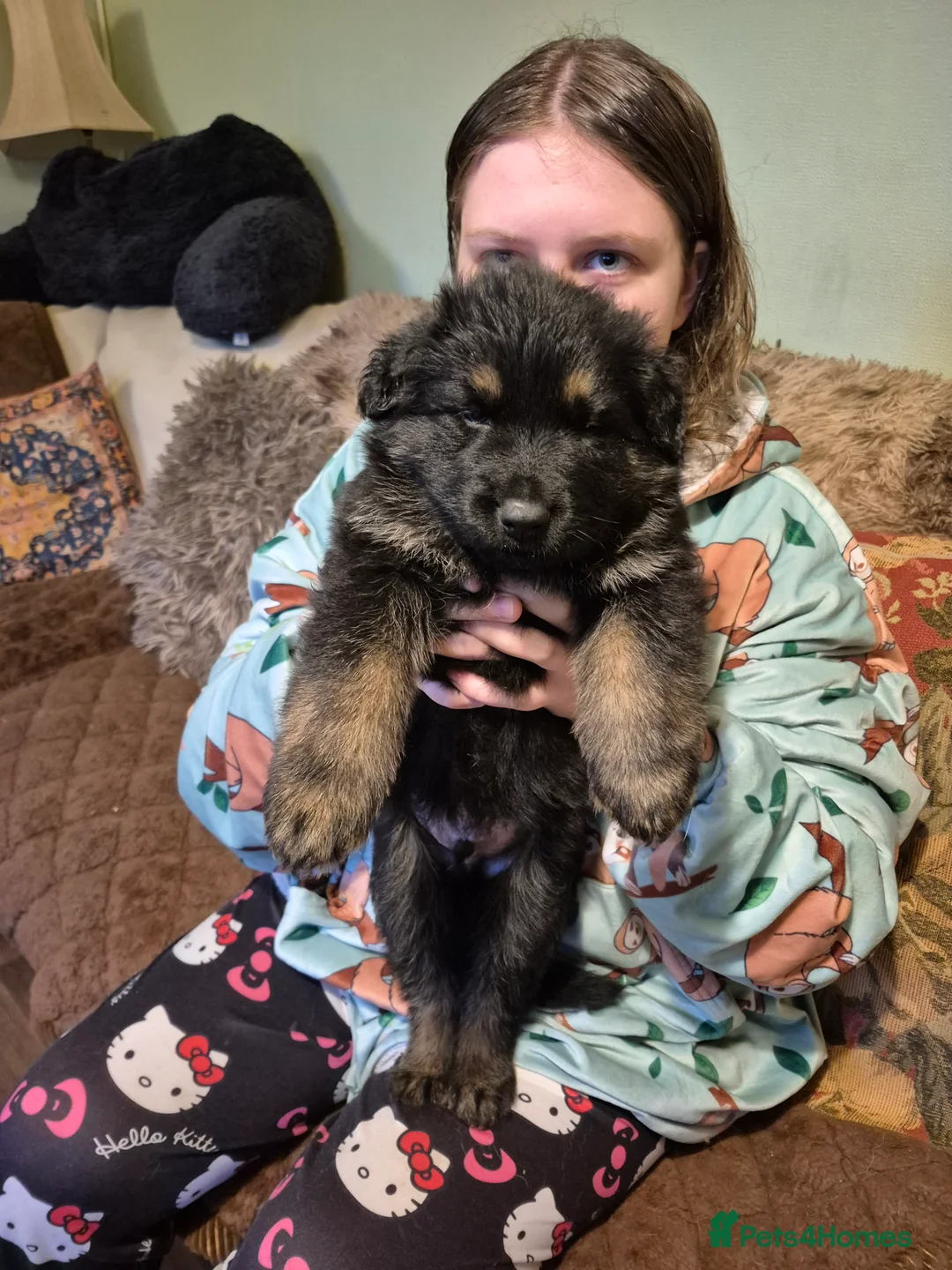 German Shepherd dogs for sale: Stunning german sheppards - Advert 2