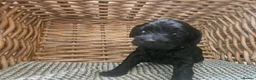 Cockapoo dogs for sale: Beautiful Litter of Stunning Cockerpoo Puppies - Advert 33