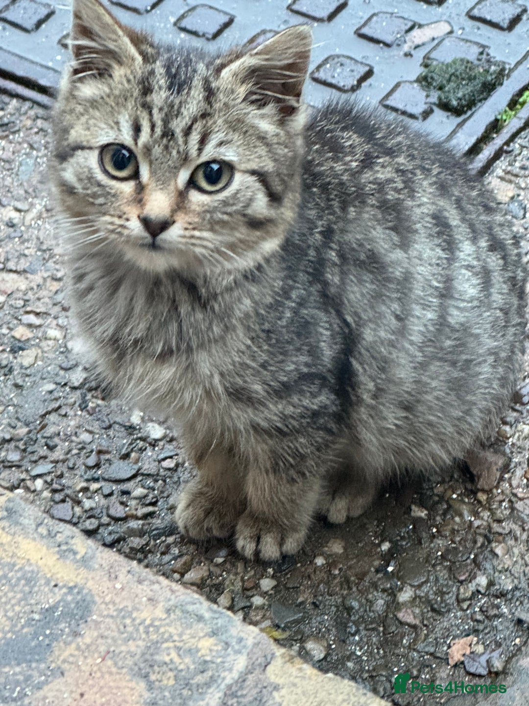 Maine Coon cats for sale: Female kitten - Advert 1