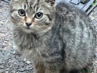 Maine Coon cats for sale: Female kitten - Advert 1