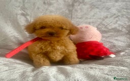 Cockapoo dogs for sale: 🐾 Gorgeous Cockapoo Puppies Ready now 🐾  - Image 1