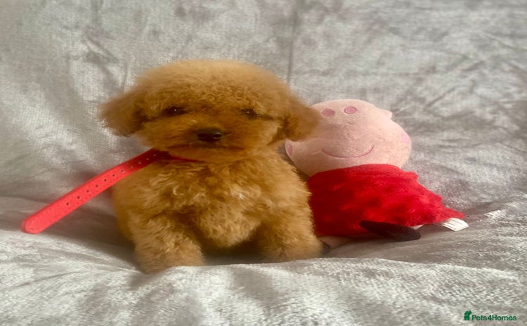 Cockapoo dogs - Advert 13