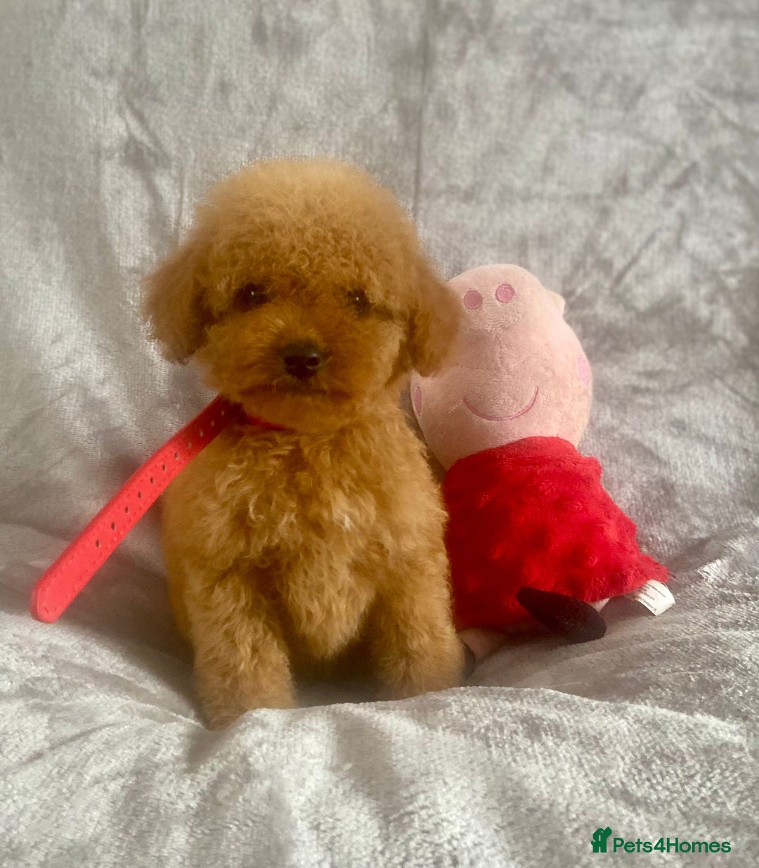 Cockapoo dogs for sale: 🐾 Gorgeous Cockapoo Puppies Ready now 🐾  - Image 1