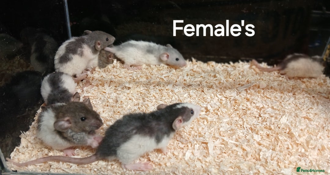 Rat rodents for sale: Baby Dumbo Rats Males and Females - Advert 4
