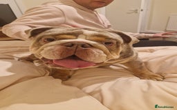 English Bulldog dogs for stud: Gorgeous kc reg boy for stud  in Bathgate - Image 4