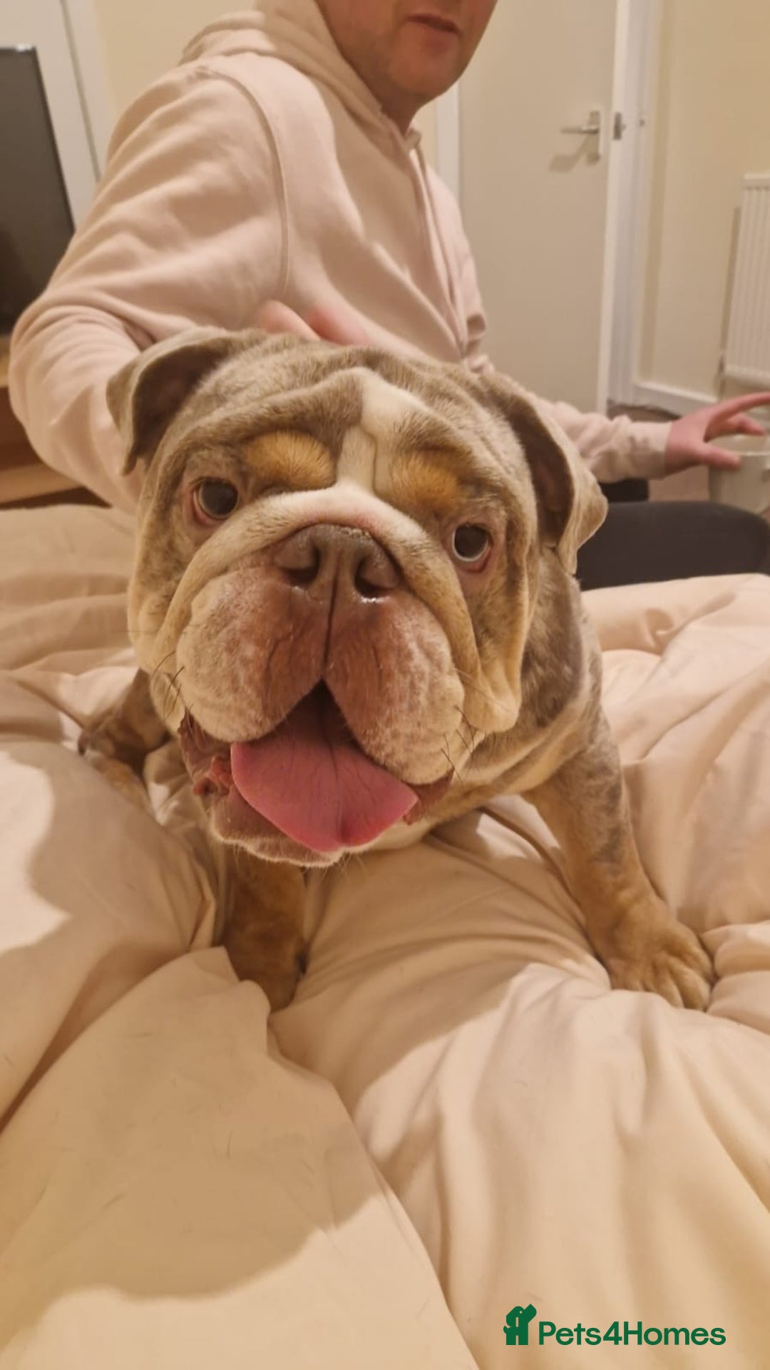 English Bulldog dogs for stud: Gorgeous kc reg boy for stud  in Bathgate - Image 4