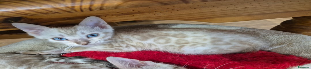 Snow Lynx Female