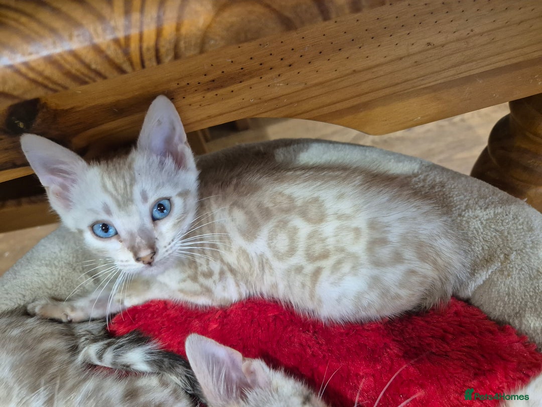 Bengal cats for sale: Stunning Rosetted Bengals, Champion bloodline in York - Image 22