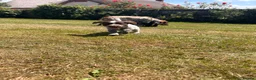Sprocker dogs for sale: Sprocker/sprockador in Barnstaple - Advert 20
