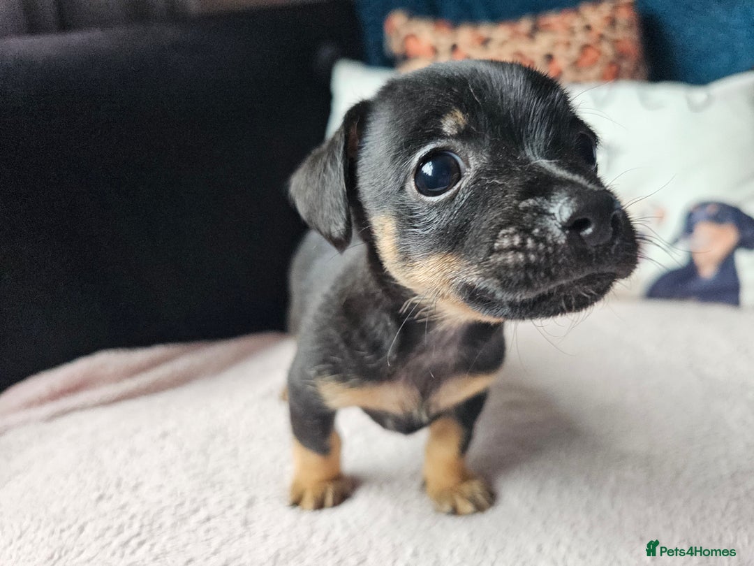 Jack Russell dogs for sale: Beautiful jack Russell pups - Image 8