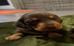 Miniature Dachshund dogs for sale: KC Reg Miniature Dachshund Puppies - Image 6