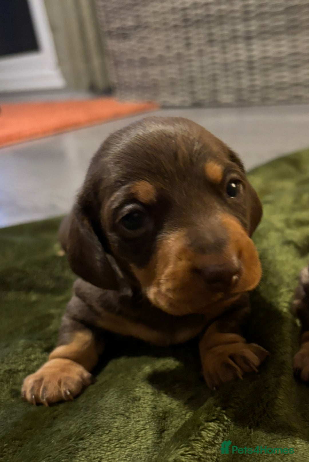 Miniature Dachshund dogs for sale: KC Reg Miniature Dachshund Puppies - Image 6