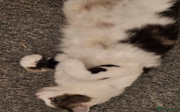 Norwegian Forest Cat cats for sale: Marshal - Image 7