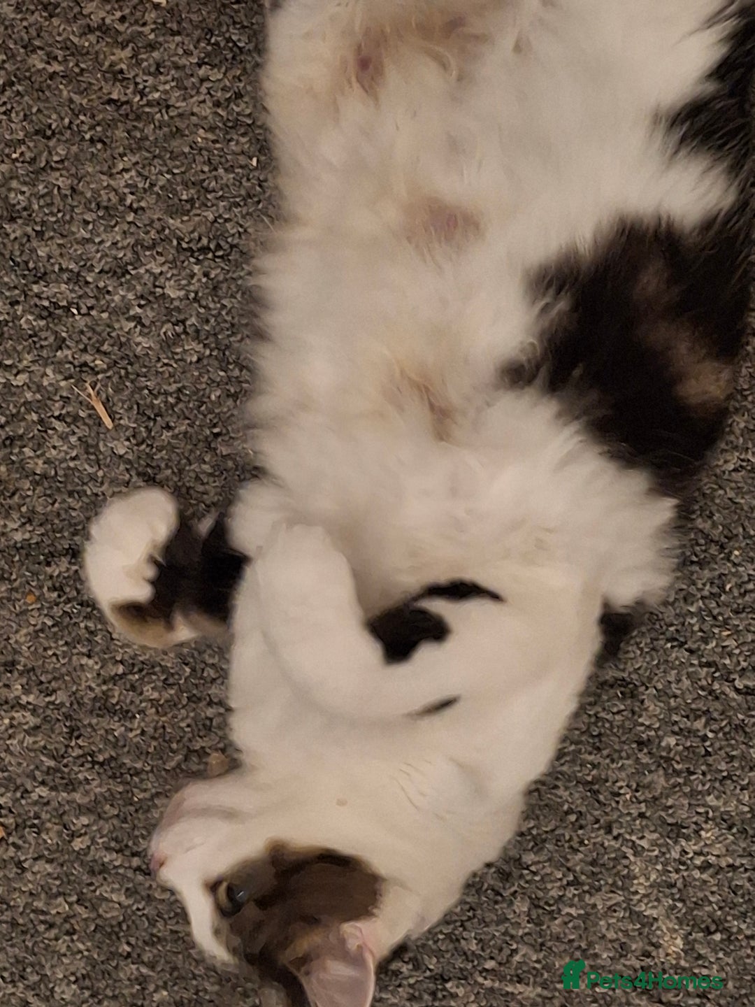 Norwegian Forest Cat cats for sale: Marshal - Image 7