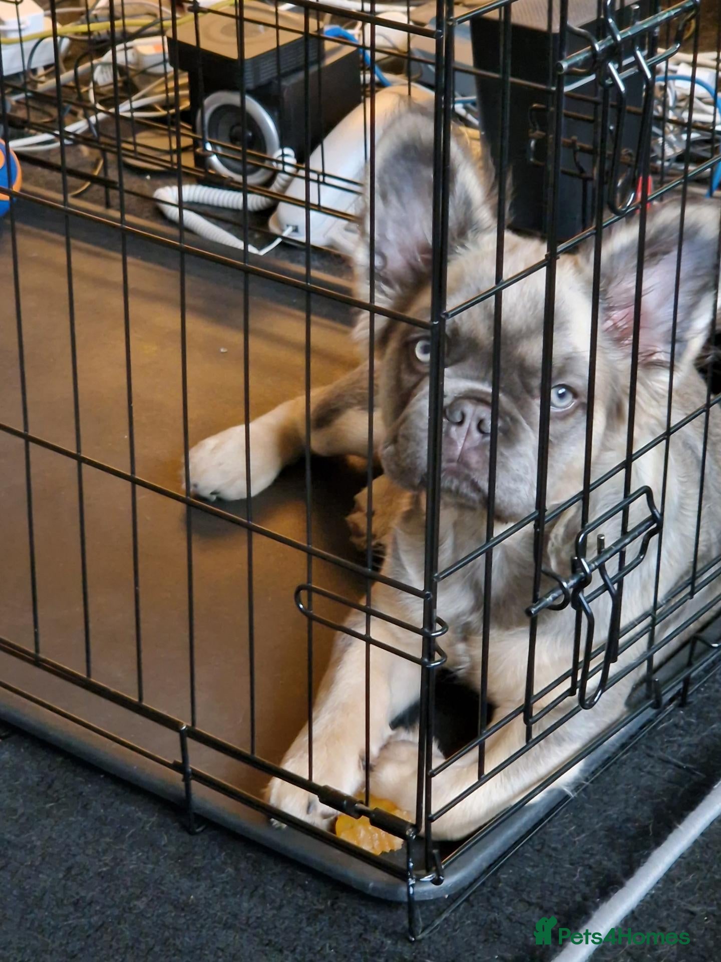 French Bulldog dogs for sale: Fluffy french bulldog - Advert 1