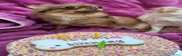 Chihuahua dogs for sale: Two Chihuahuas and a sausage dog - Advert 3