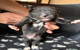 Mixed Breed dogs for sale: American bulldog staffy 🏡 - Image 13