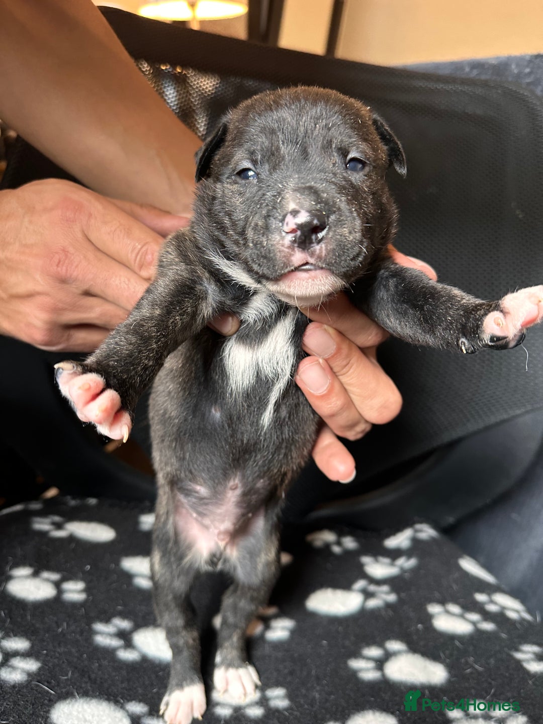 Mixed Breed dogs for sale: American bulldog staffy 🏡 - Image 13