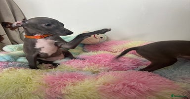 Italian Greyhound dogs - Advert 1