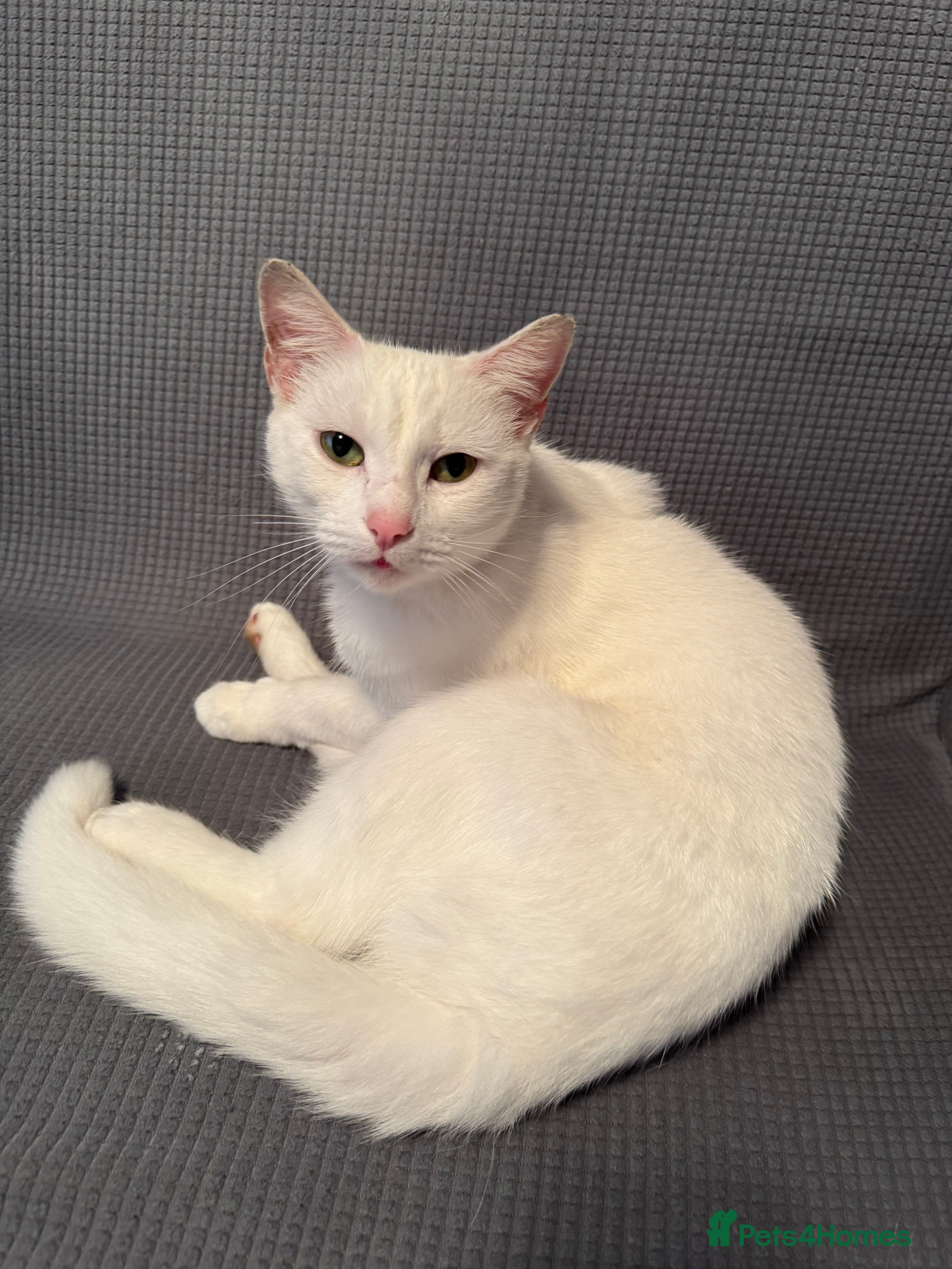 British Shorthair cats Cute cat - Advert 5