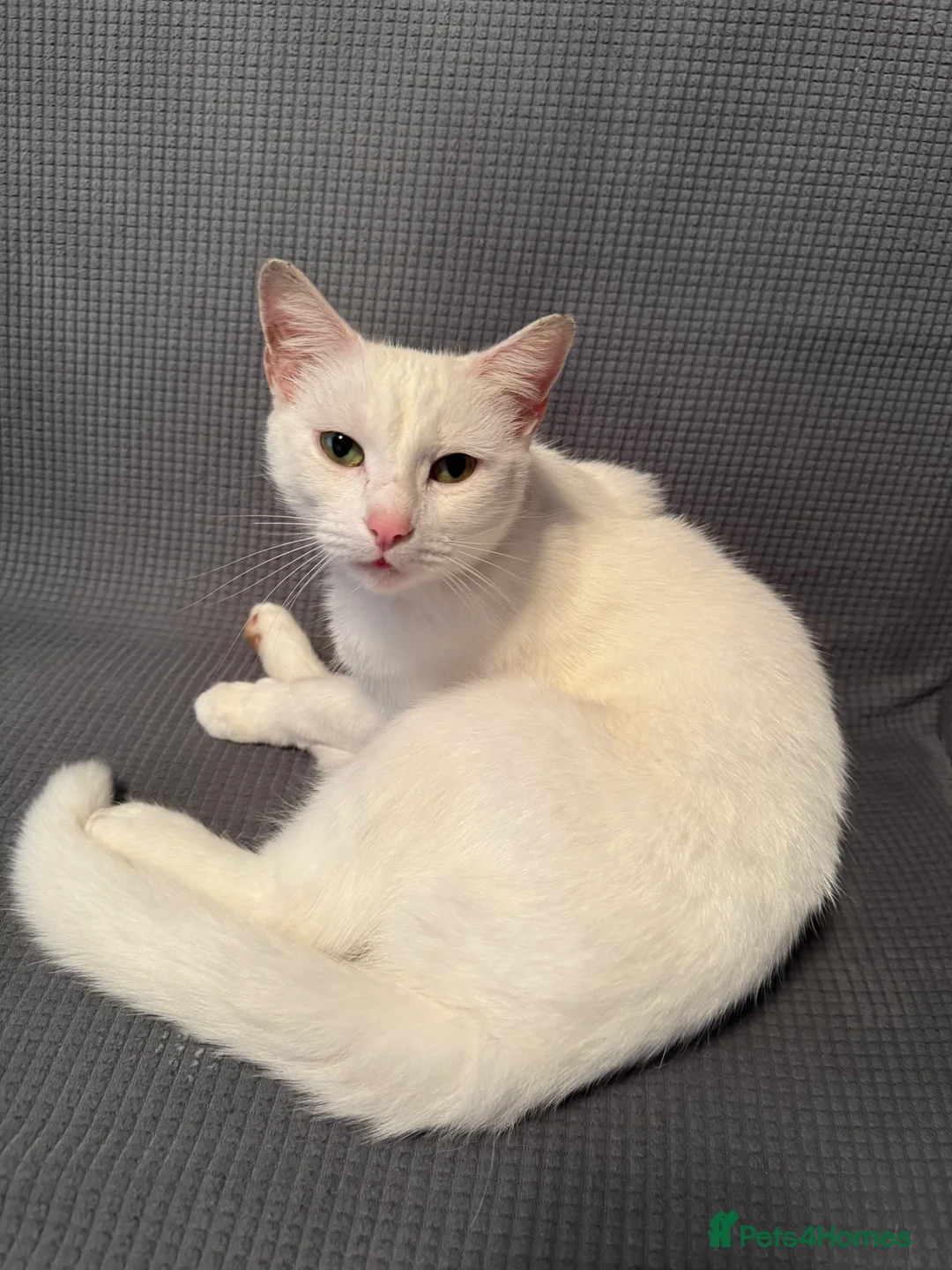 British Shorthair cats for sale: Cute cat - Advert 1