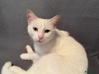 British Shorthair cats Cute cat - Advert 5