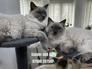 Ragdoll cats Adorable and friendly Ragdoll Kittens - Advert 4