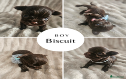 Yorkshire Terrier dogs for sale: SmaltypeYorkshire terrier Chocolate/black IHR.e.V  - Image 3