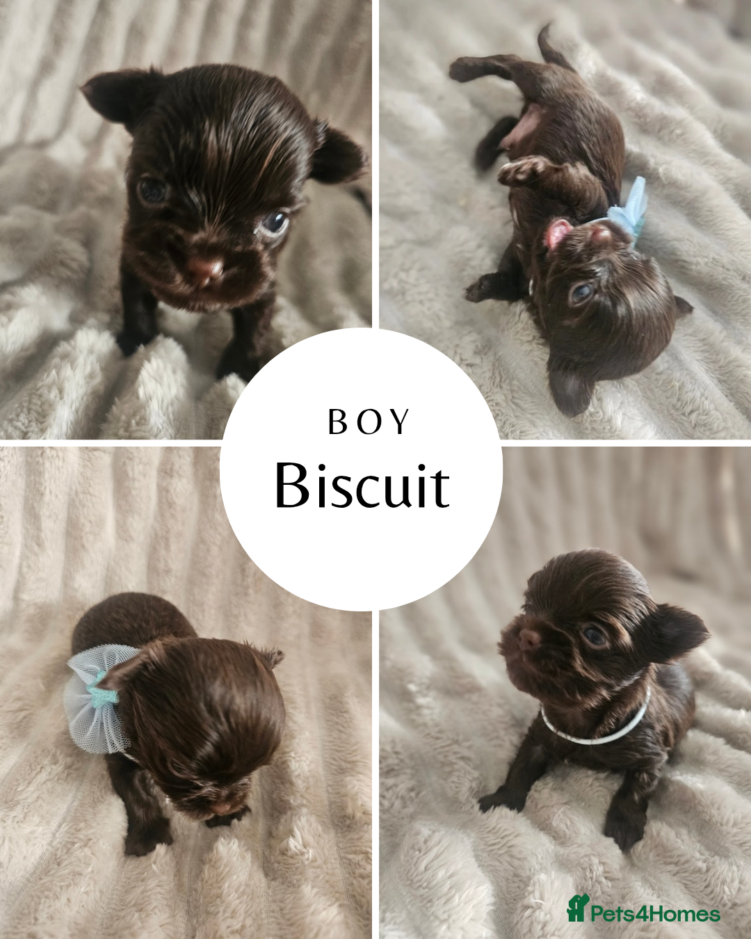 Yorkshire Terrier dogs for sale: SmaltypeYorkshire terrier Chocolate/black IHR.e.V  - Image 3