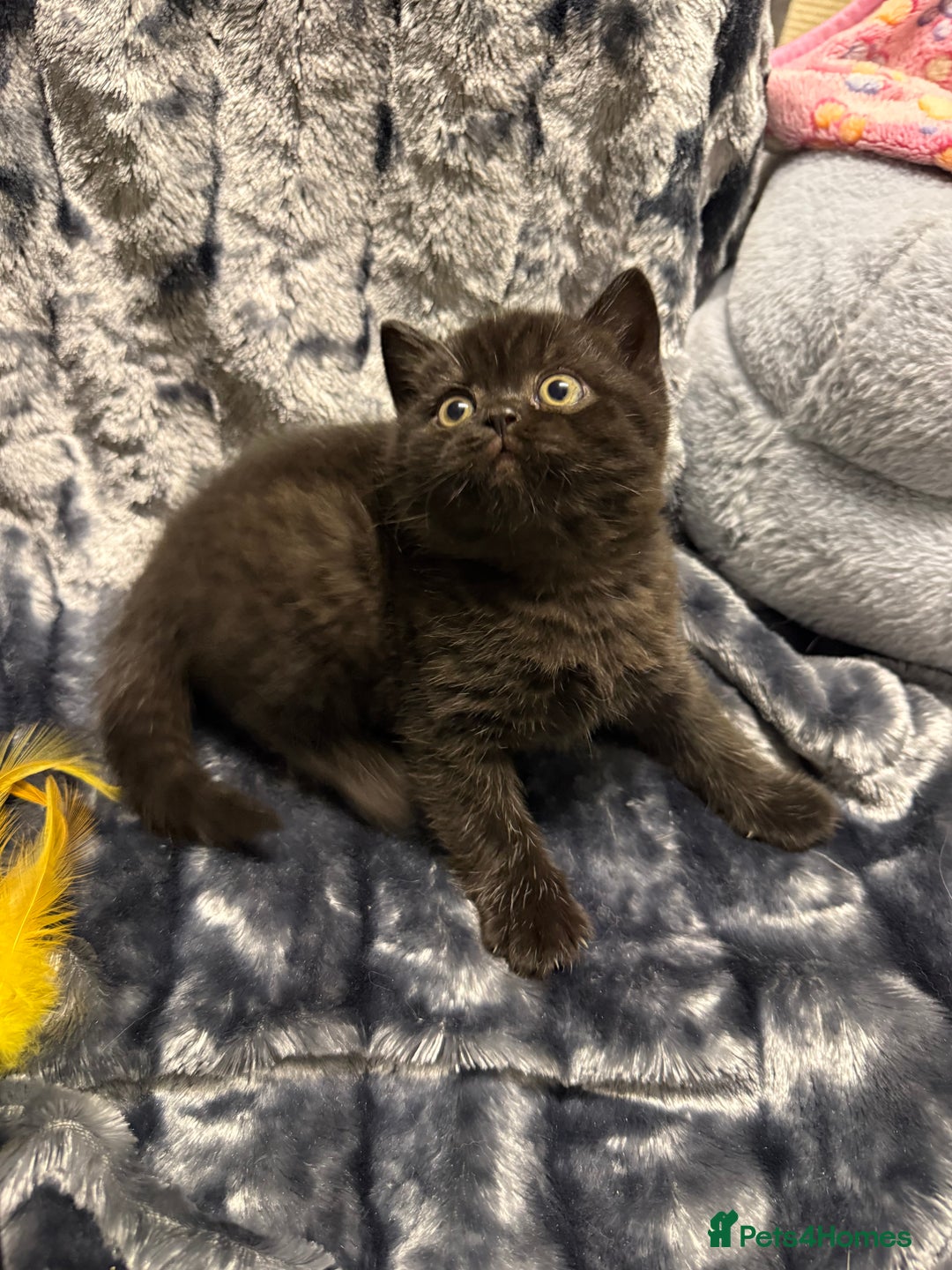 British Shorthair cats for sale: Champion Line British Shorthair Kittens - Advert 10