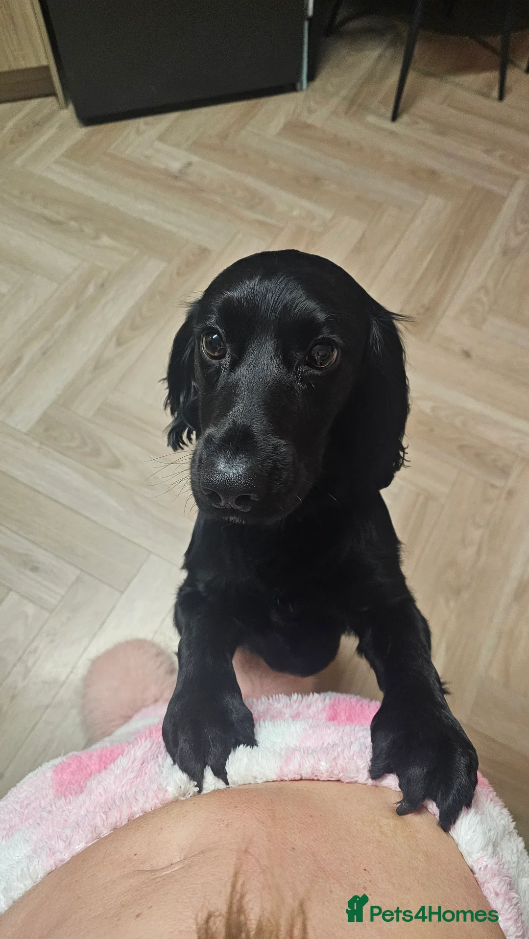 Cocker Spaniel dogs for sale: 2 cockerspaniels for rehoming together - Advert 6