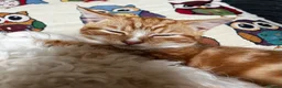 Mixed Breed cats for sale: 3 year old Male cat - Advert 3