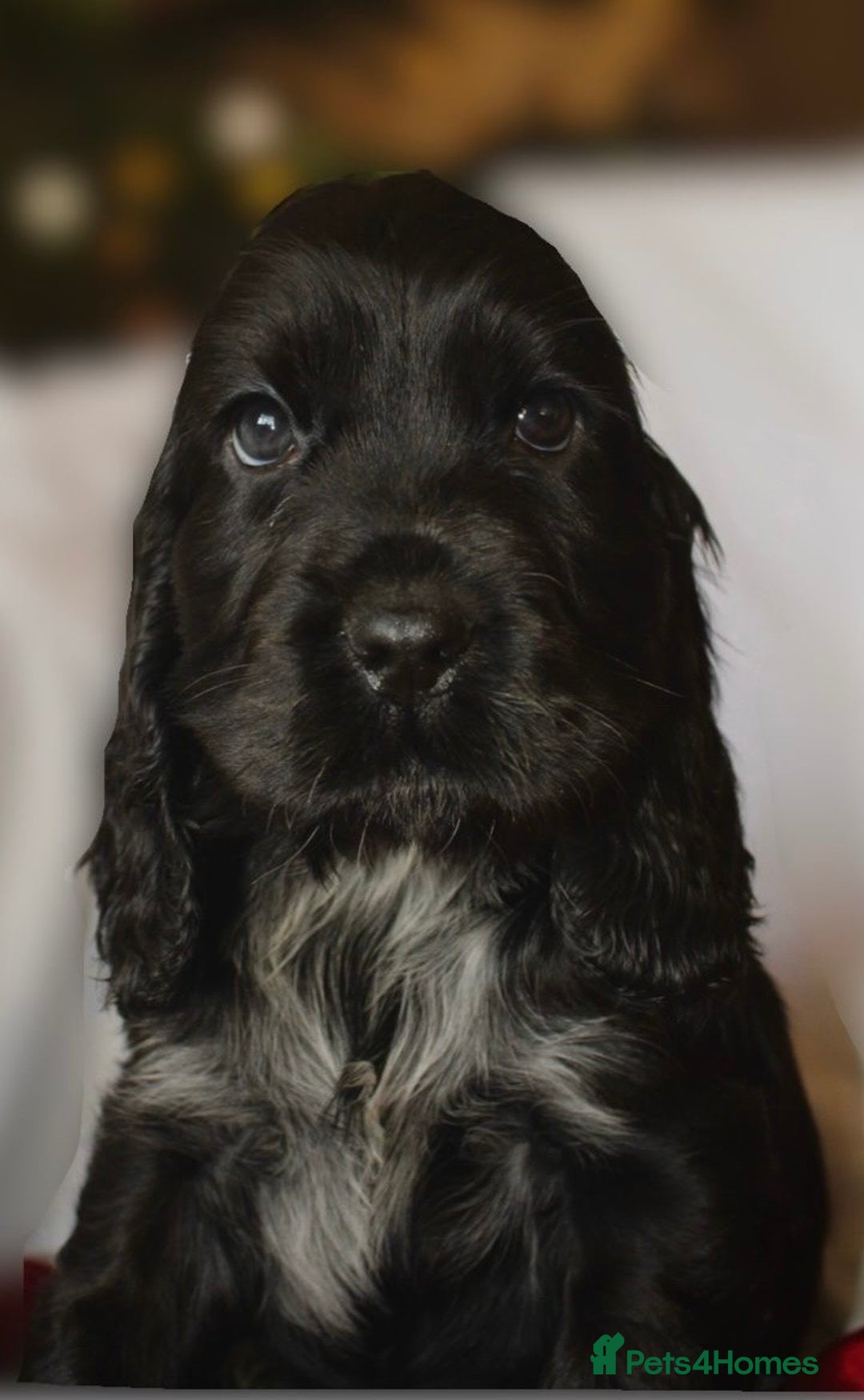 Cocker Spaniel dogs for sale: KC Registered Show Cocker Spaniel Puppies - Advert 9