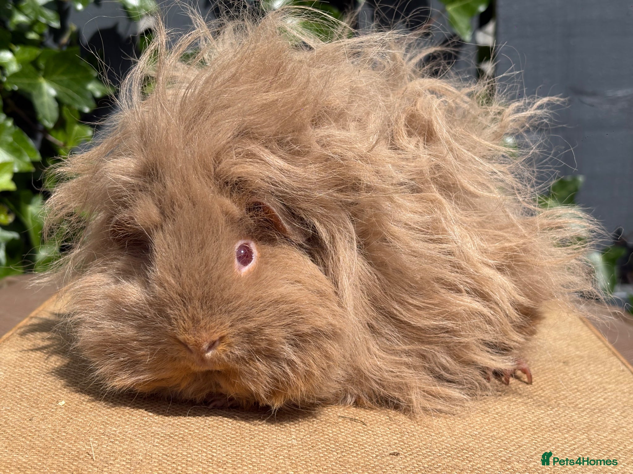 Guinea Pig rodents for sale: Purebred Lunkarya - Advert 5