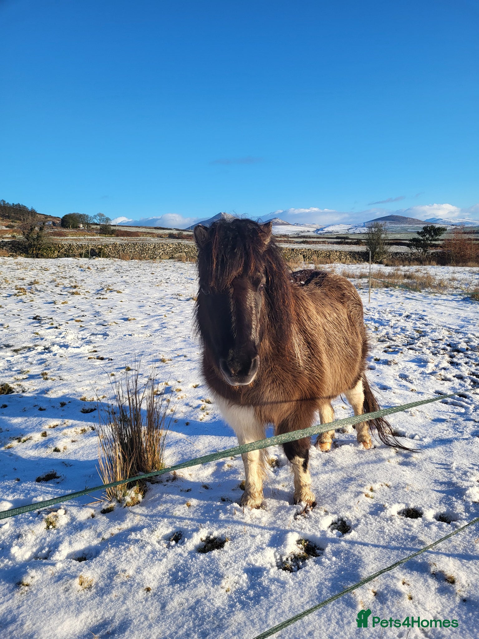 Shetland pony horses Beautiful SPSBS Registered Standard Shetland Mare - Advert 2