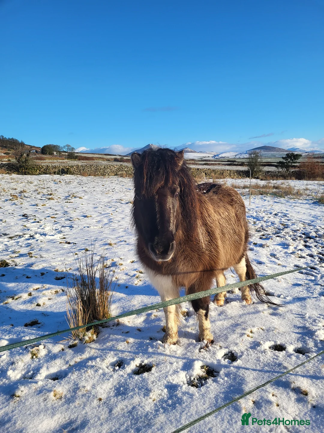 Shetland pony horses for sale: Beautiful SPSBS Registered Standard Shetland Mare in Pwllheli - Advert 1